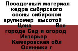 Посадочный материал кедра сибирского (сосны сибирской) крупномер, высотой 3-3.5  › Цена ­ 19 800 - Все города Сад и огород » Интерьер   . Кемеровская обл.,Осинники г.